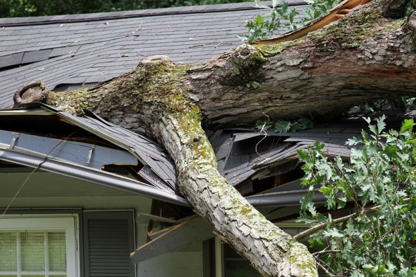 Cost of Storm Remediation in Melbourne